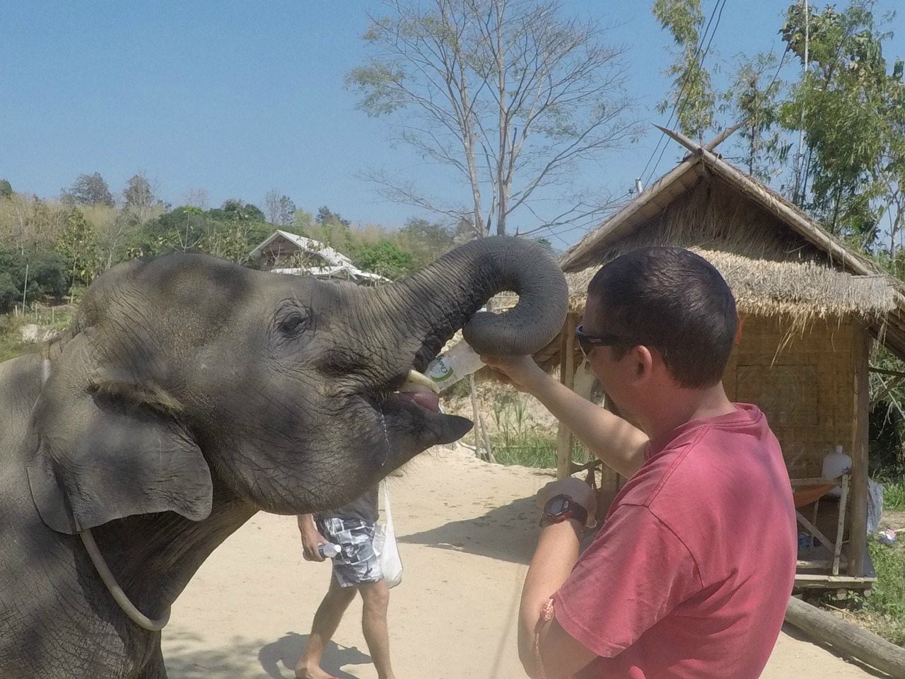 Joel feeding a baby elephant a bottle