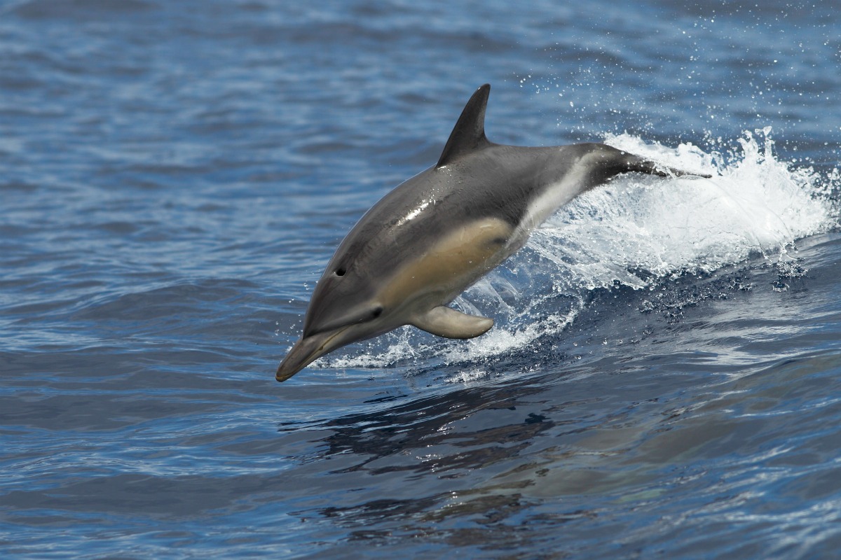 Dolphins jumping in the ocean - outer banks dolphin tours