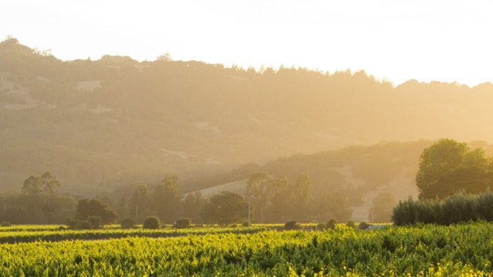 Early Morning light at Matanzas Creek Winery