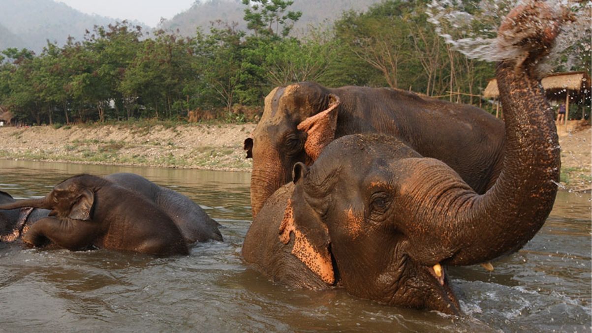 Elephant Nature Park, Chiang Mai